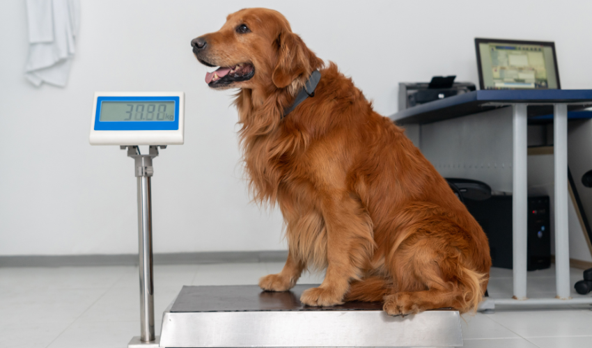 Post-Holiday Pet Health: Tips for Weight Control and Wellness