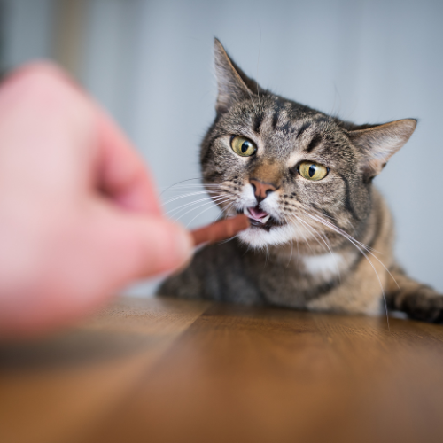 Tiger cat accepting a treat from Petz Place, Goodyear, AZ