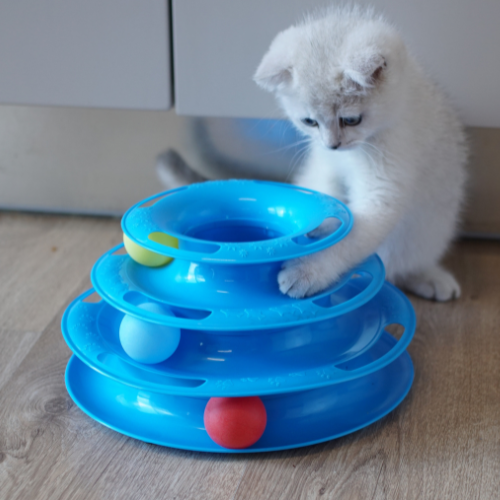 White kitten playing with an interactive toy from Petz Place, Goodyear, AZ