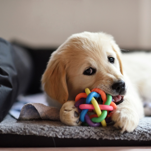 Retriever puppy laying in his dog bed chewing on a toys from Petz Place, Goodyear, AZ