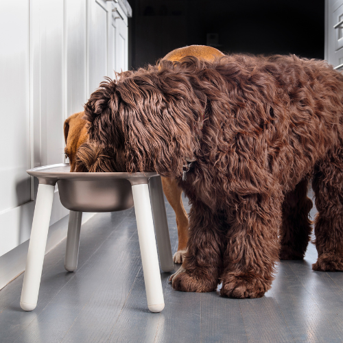 A hound and a doodle eating from raised bowls foods from Petz Place, Goodyear, AZ