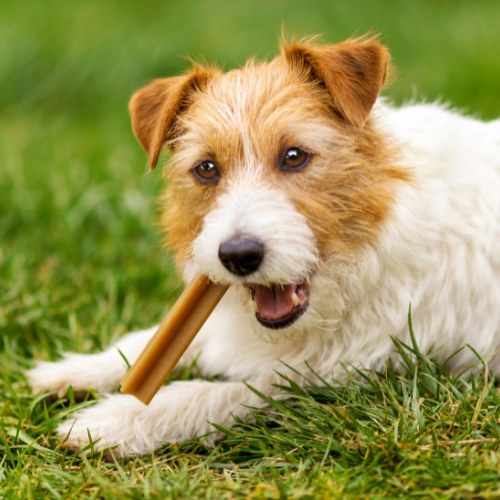 Wire-haired Jack Russell chewing on a treat from Petz Place, Goodyear, AZ