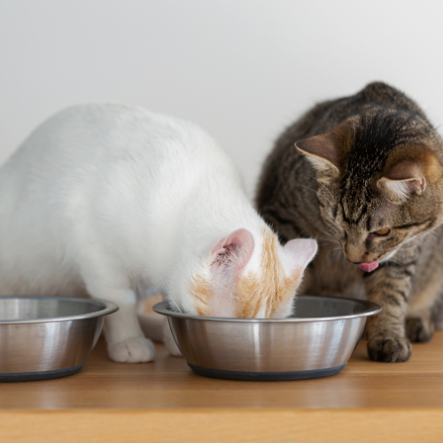 A tiger and a white cat not sharing from bowls of foods from Petz Place, Goodyear, AZ