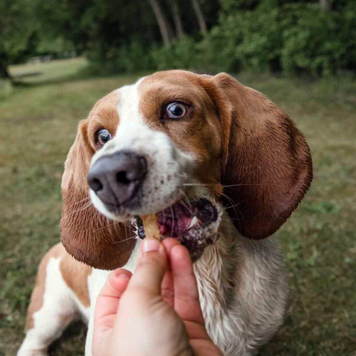 Beg & Barker Whole Turkey Chips Dog Treats