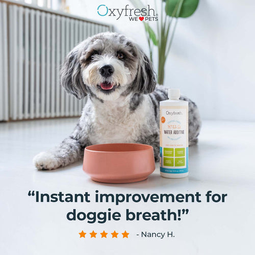 Oxyfresh Premium Pet Dental Water Additive | Easiest Way to Eliminate Dog and Cat Bad Breath (16 oz)